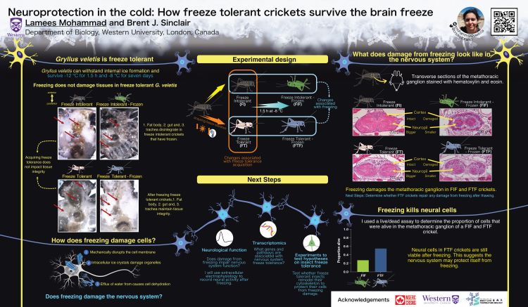 Ice formation in the brain is usually harmful. Freeze tolerant insects withstand internal ice formation (i.e. are freeze tolerant), but how do they protect their nervous system during and after freezing? The spring field cricket (Gryllus veletis) is a model to explore the mechanisms underlying insect freeze tolerance. Acclimated G. veletis are freeze tolerant, and can withstand freezing at -8 C for up to one week. By comparing acclimated and unacclimated crickets, we can identify basal changes associated with freeze tolerance, while comparison of frozen and chilled crickets allows us to dissect the differential effects of cold from ice formation. The metathoracic ganglion contains all components of the brain including nerve cell bodies, and a mass of nerve fibers and glial cells, making it an experimentally accessible system to study neuroprotection in freeze tolerance. We tested three non mutually-exclusive hypotheses: (1) that the central nervous system of G. veletis is inherently tolerant to freezing; (2) that acclimation confers freeze tolerance in the insect central nervous system, and (3) that the central nervous system of freeze tolerant insects is damaged by freezing but repaired after thawing. Using live/dead staining we found most nervous tissue cells from frozen freeze tolerant crickets are viable while most cells from frozen freeze intolerant nervous tissue were dead. Histology of metathoracic ganglion sections revealed swelling of frozen freeze-intolerant metathoracic ganglia analogous to cerebral edema, while the metathoracic ganglia from frozen freeze-tolerant crickets were intact. These findings suggest that freeze tolerant G.veletis protect their nervous system from freeze damage. Ongoing work is exploring the post-thaw recovery and performance of the ganglia using electrophysiology. 