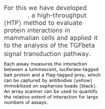 For this we have developed LUMIER, a high-throughput (HTP) method to evaluate protein interactions in mammalian cells and applied it to the analysis of the TGFbeta signal transduction pathway.
Each assay measures the interaction between a luminescent, luciferase-tagged bait protein and a Flag-tagged prey, which can be captured by antibodies (yellow) immobilized on sepharose beads (black). An array scanner can be used to quantify the relative extent of interaction for large numbers of assays.
