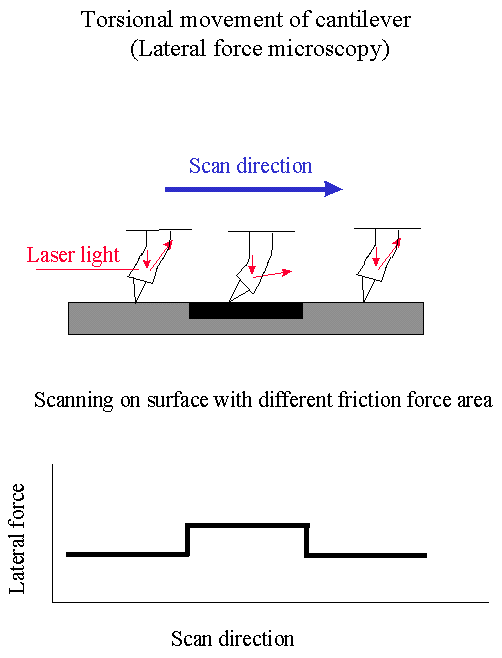 Torsional movement of cantilever during scanning