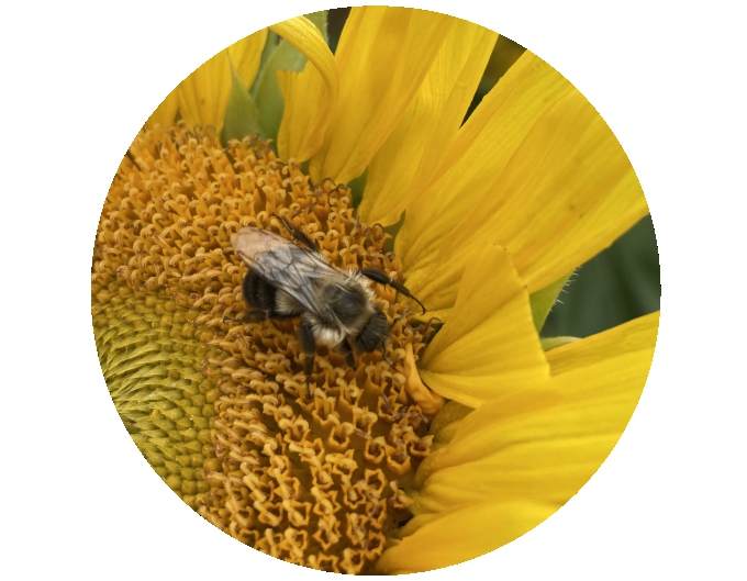 Bombus impatiens