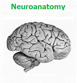 Neuroanatomy