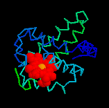 myoglobin