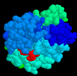 myoglobin