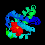 myoglobin