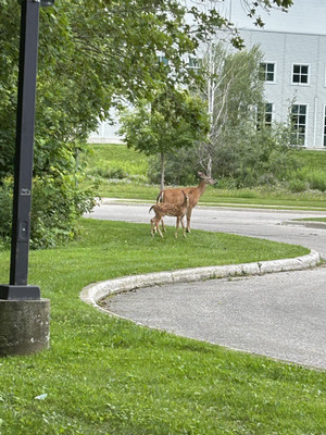 Deer at SSW