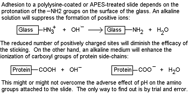 Amino groups on glass - pH effects