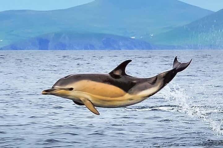 Dolphin Jumping During Sea Tour