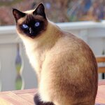 siamese cat