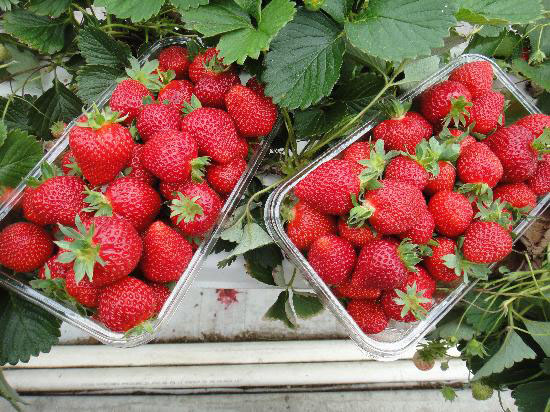 fresh picked strawberries from blenheim, basket of strawberries