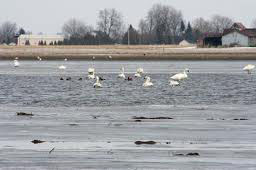 swans in lake erie, blenheim ontario