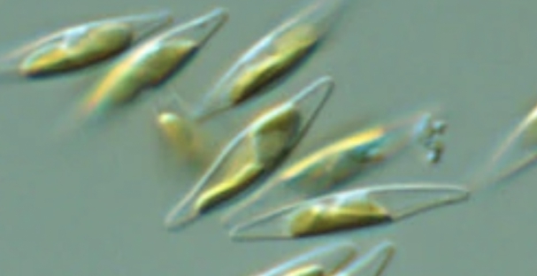 Phaeodactylum trichornutum
