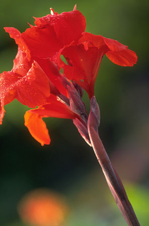 PH01193J.JPG (26082 bytes)